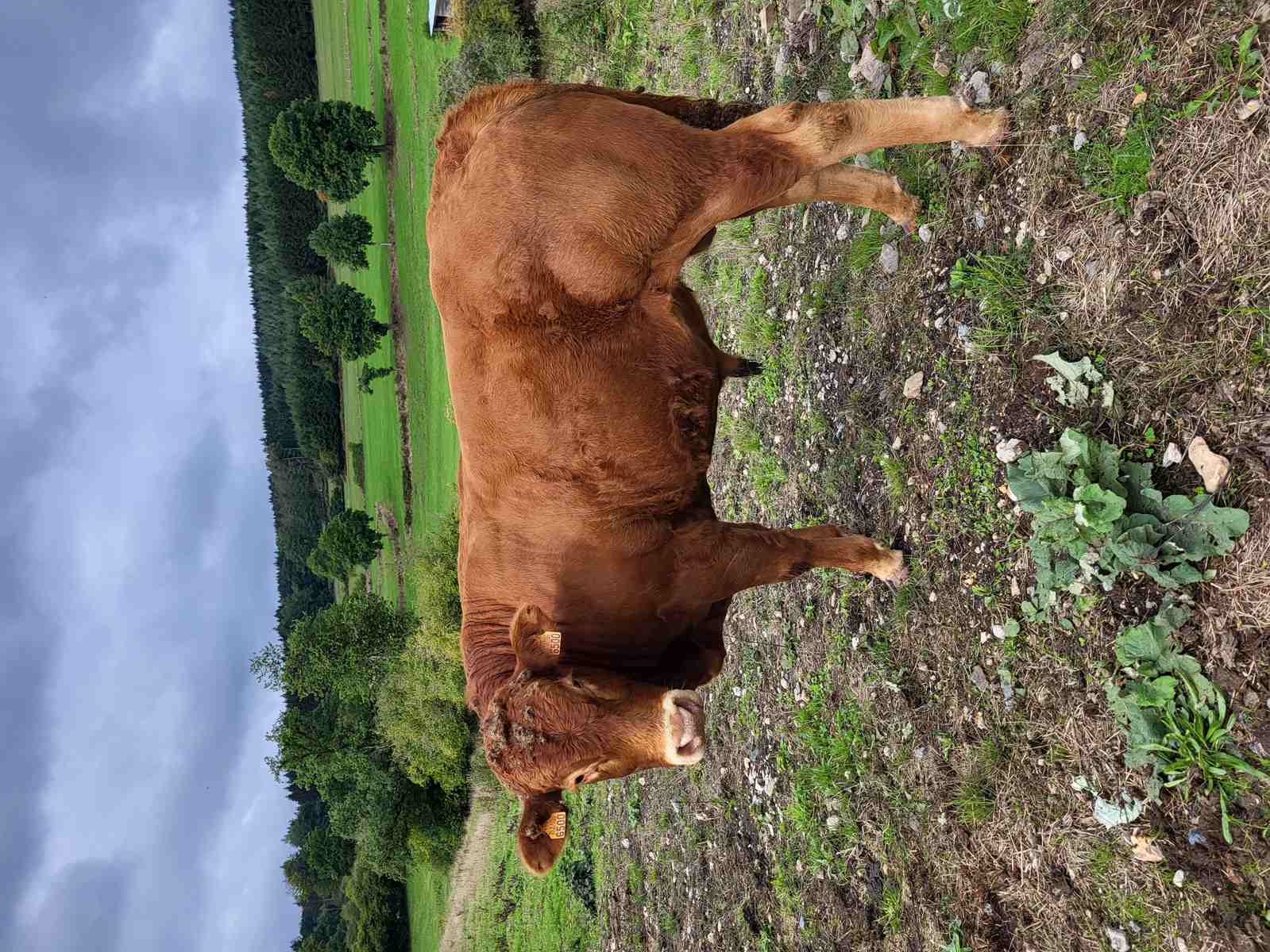  copie 0 20220920 113825