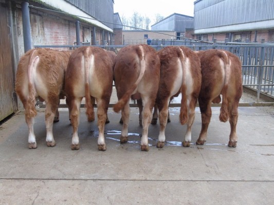 Lot11
