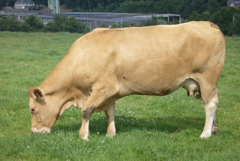 photo limousine 065