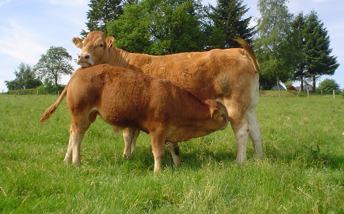 veau mere